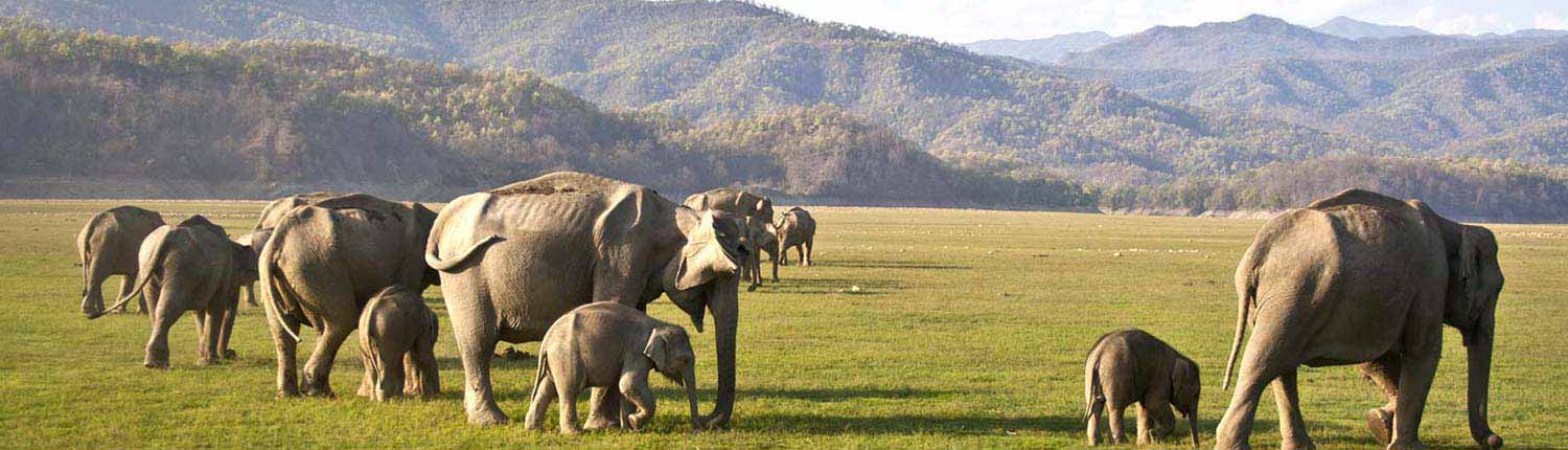 FAQs (Frequently Asked Questions) | Jim Corbett National Park Online Booking Website | India
