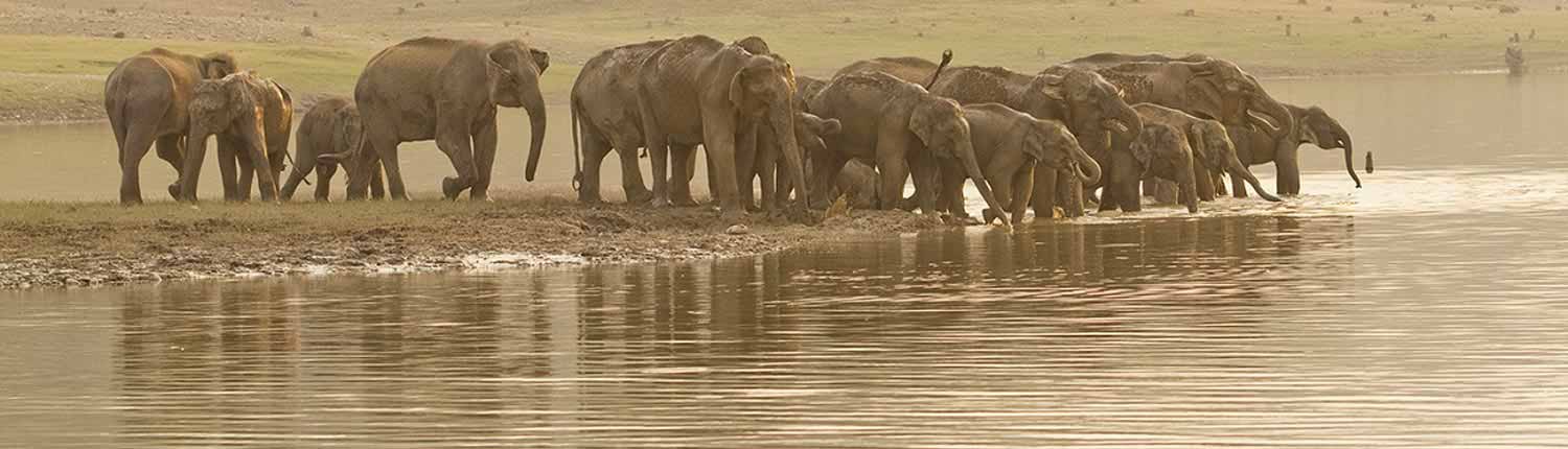 Best Time to Visit |  Jim Corbett National Park Online Booking Website | India