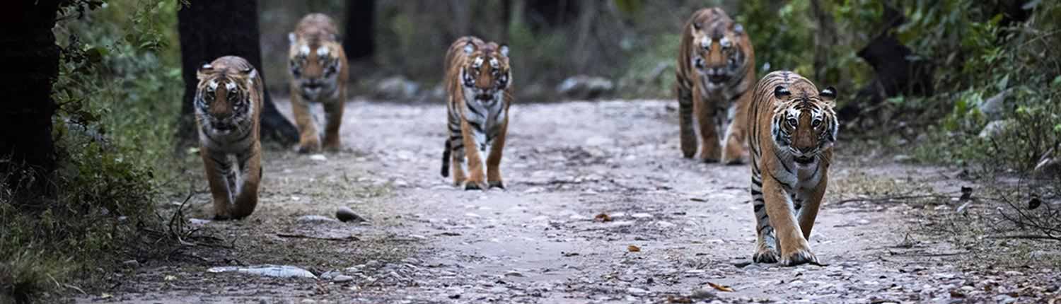 Do's And Don'ts | Jim Corbett National Park Online Booking Website | India