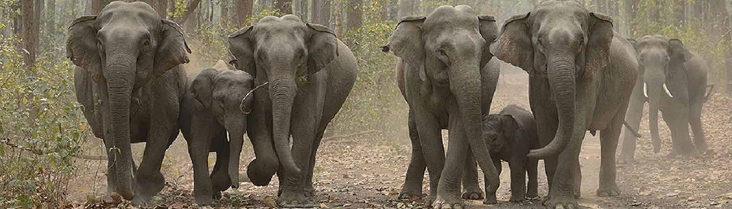 Elephant Safari Online Booking | Jim Corbett National Park Online Booking Website | India
