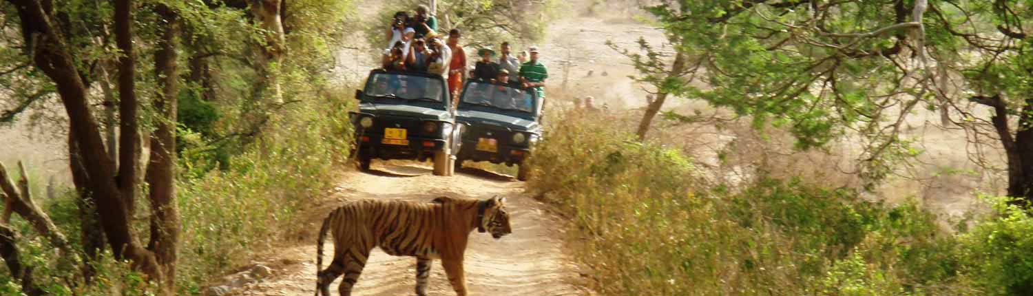 Jeep Safari Online Booking | Jim Corbett National Park Online Booking Website | India